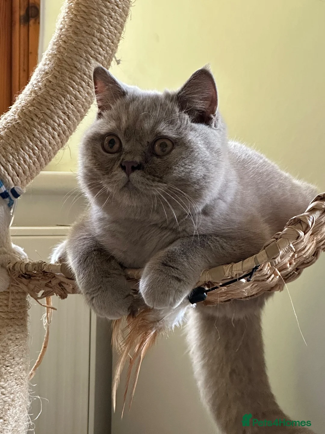 British Shorthair cats for sale: Lilac Male BSH Kitten  - Advert 2