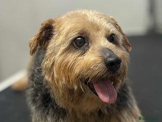 Norfolk Terrier dogs KC Norfolk Terrier - Advert 1