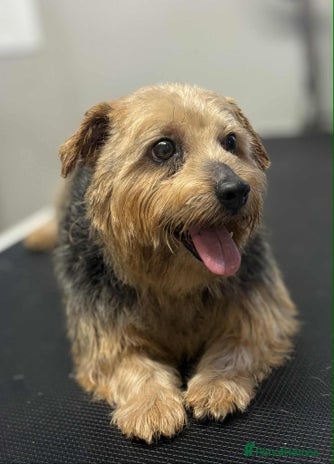 Norfolk Terrier dogs KC Norfolk Terrier - Advert 1