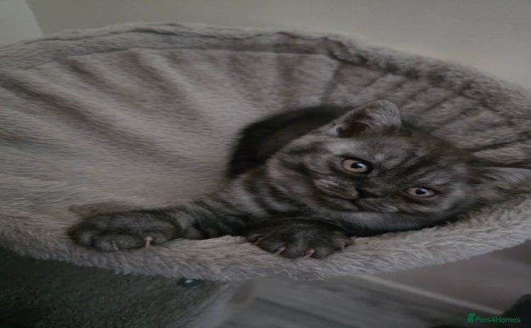 Scottish Fold cats - Advert 13
