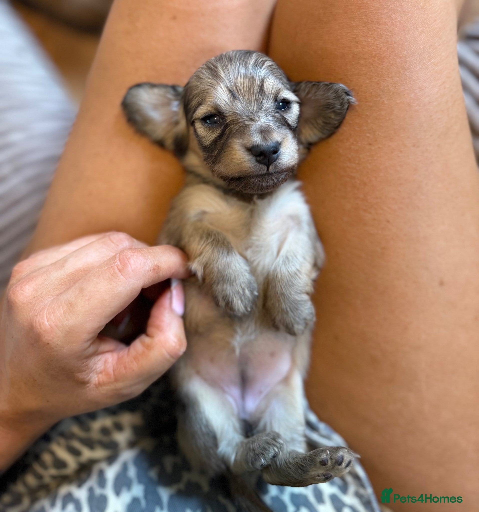 Miniature Dachshund dogs for sale: Miniature longhaired dachshunds  - Advert 10