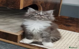 Maine Coon cats for sale: Pedigree GCCF Maine Coon Kitten available  - Image 21
