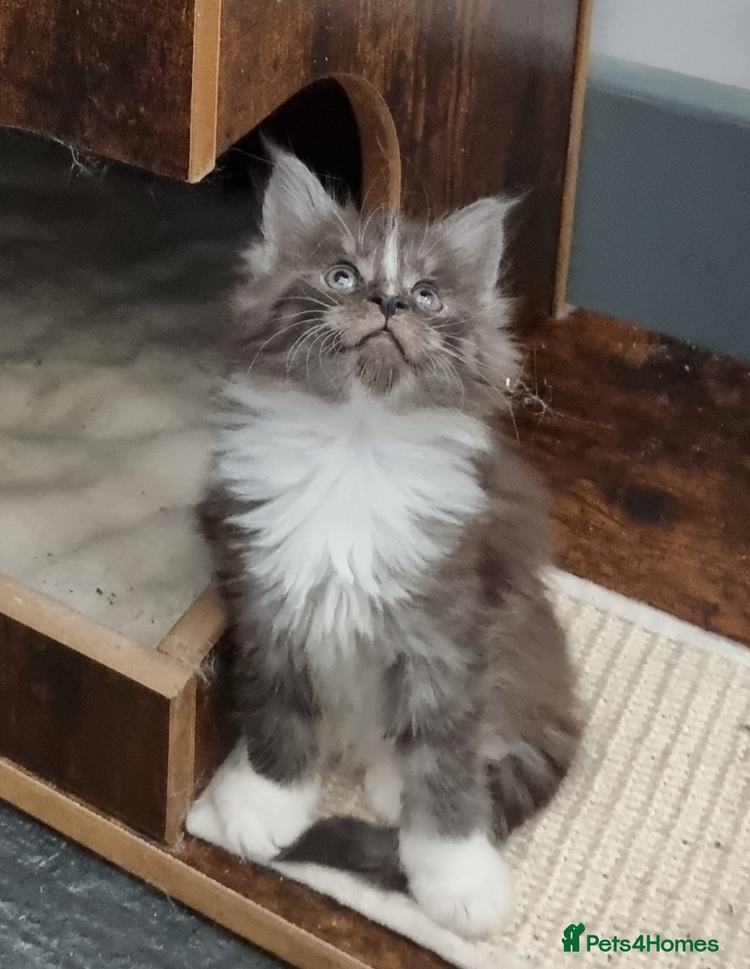 Maine Coon cats for sale: Pedigree GCCF Maine Coon Kitten available  - Image 21