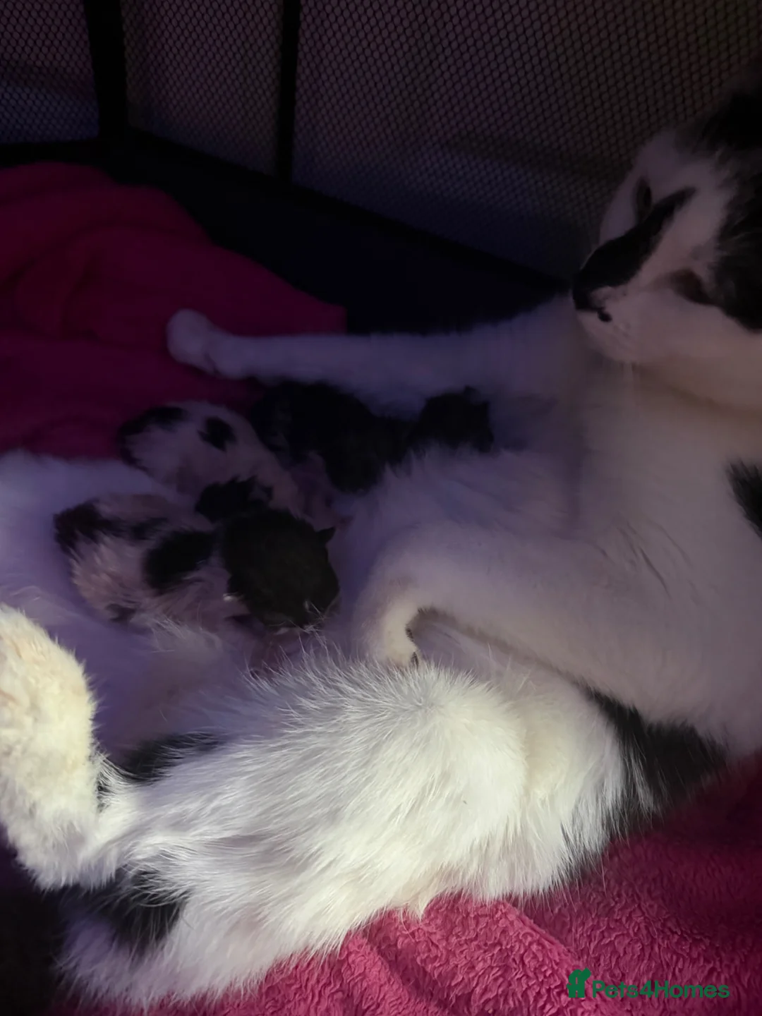 Mixed Breed cats for sale: Female kitten  - Advert 7