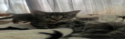 Bengal cats for sale: Ragdoll x Bengal kittens  - Advert 23