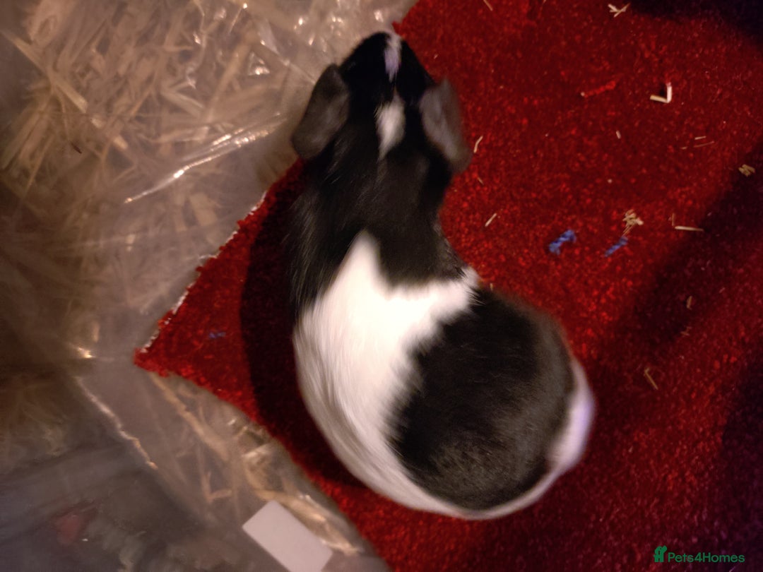 Guinea Pig rodents for sale: Baby guinea pig females and males - Advert 4