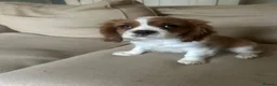 Cavalier King Charles Spaniel dogs for sale: Absolutely adorable puppies ❤️ - Advert 1