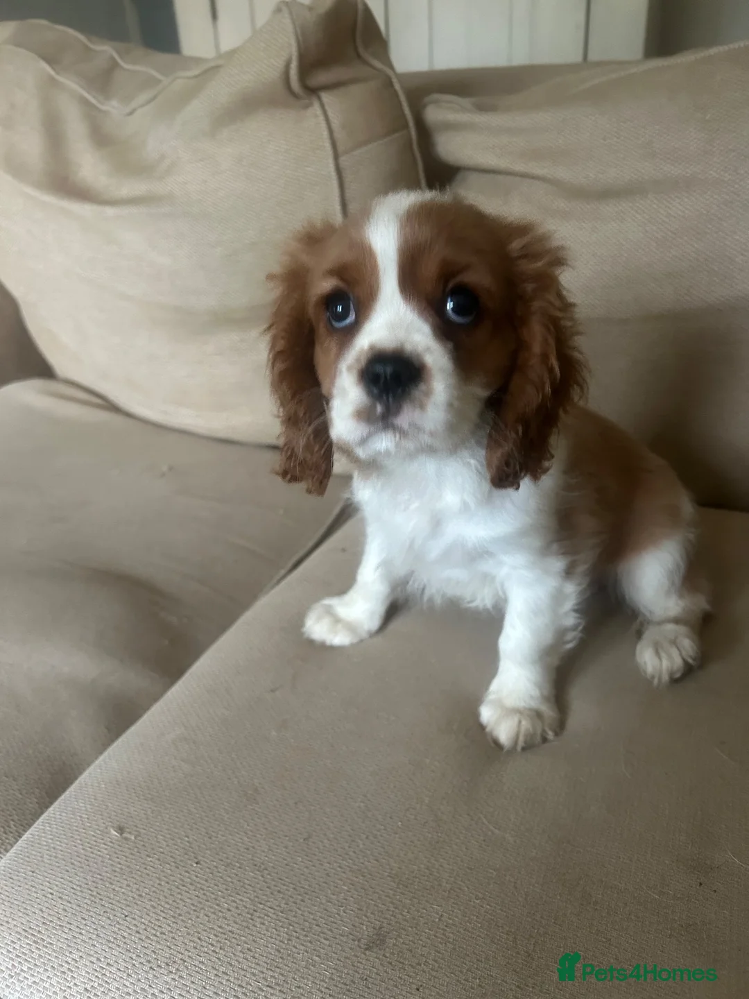 Cavalier King Charles Spaniel dogs for sale: Absolutely adorable puppies ❤️ - Advert 1