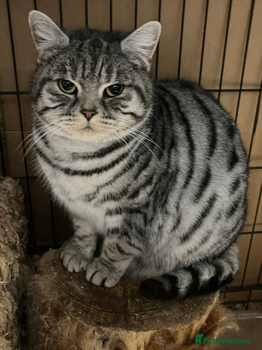 British Shorthair cats for sale: British Shorthair Classic Silver Tabby - Image 10