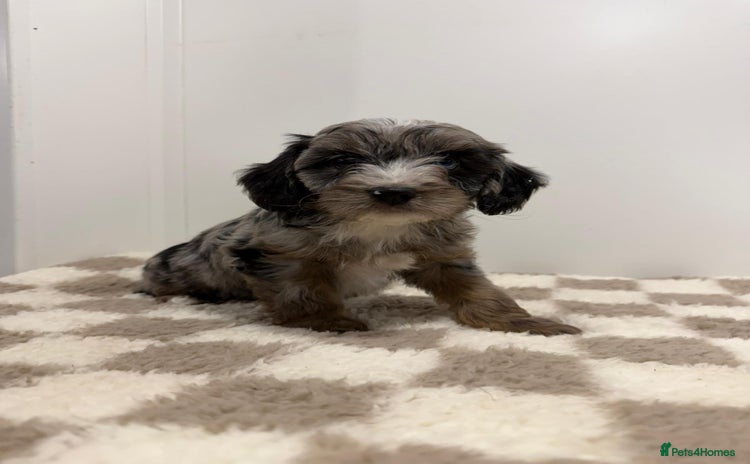 Cavapoo dogs - Advert 1