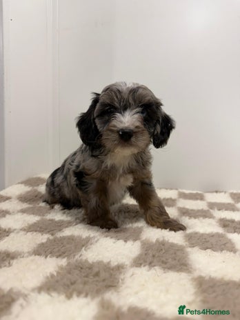 Cavapoo dogs - Advert 1