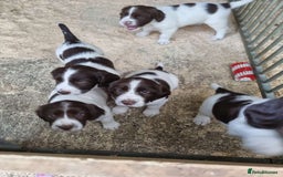 English Springer Spaniel dogs for sale: Spring spaniels - Image 4