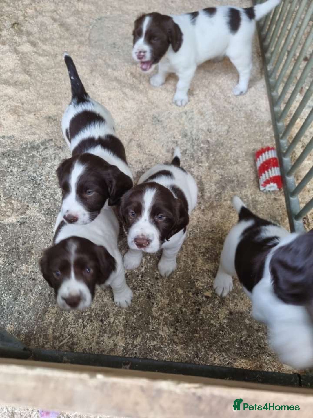 English Springer Spaniel dogs for sale: Spring spaniels - Image 4