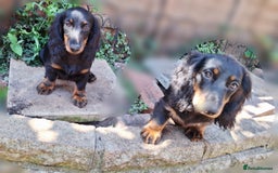 Miniature Dachshund dogs for sale:  KC Line Mini long hair girl – Adorable £1400 in Stafford - Image 13