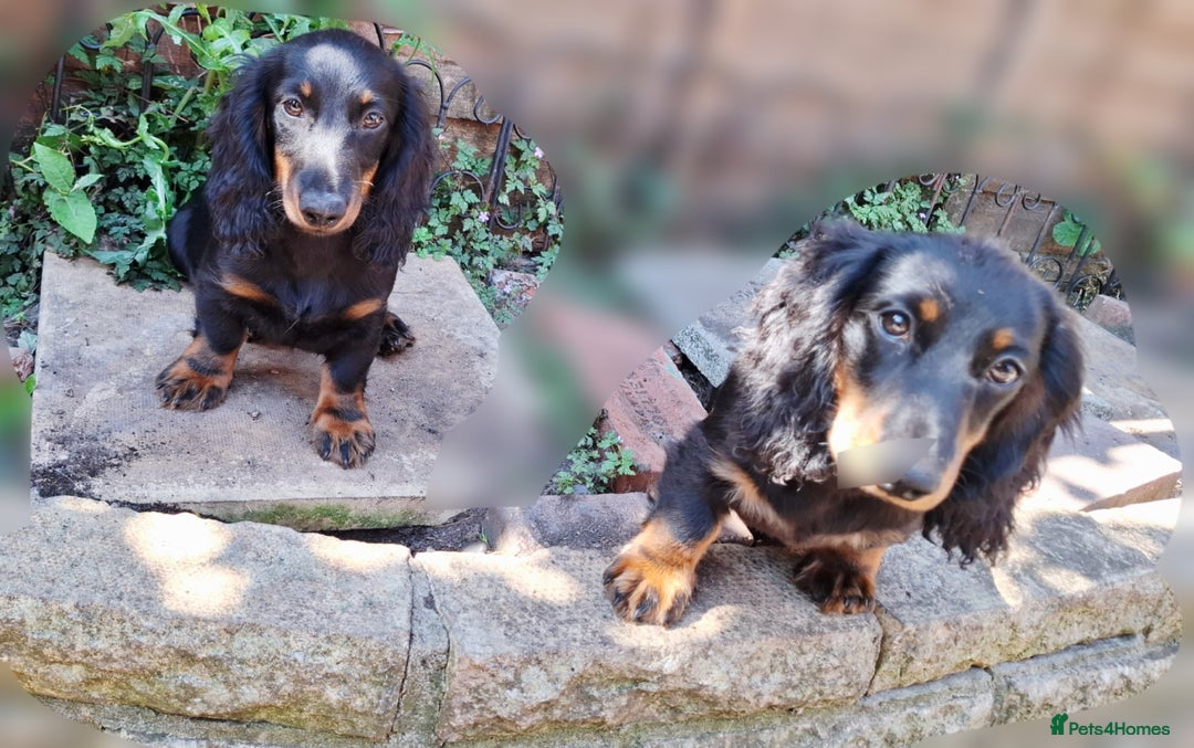 Miniature Dachshund dogs for sale:  KC Line Mini long hair girl – Adorable £1400 in Stafford - Image 13
