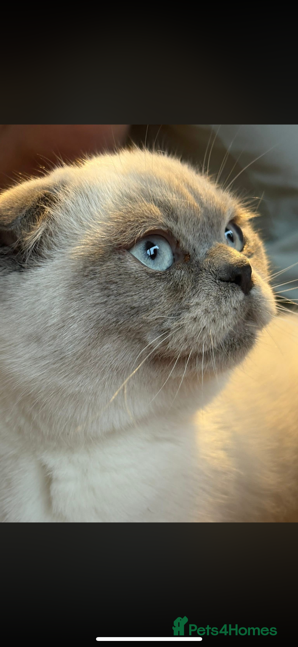 Scottish Fold cats Scottish fold boy looking for a family  - Advert 3