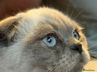 Scottish Fold cats Scottish fold boy looking for a family - Advert 1
