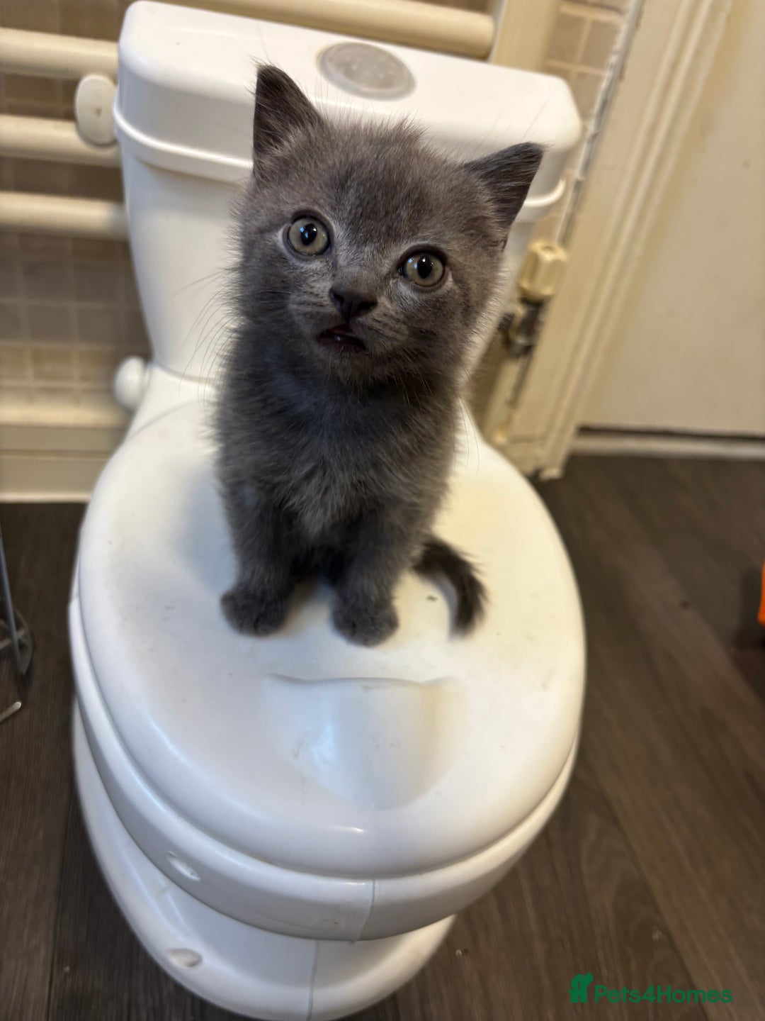 Persian cats for sale: 3x beautiful kittens for sale  - Advert 3