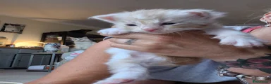 Maine Coon 6