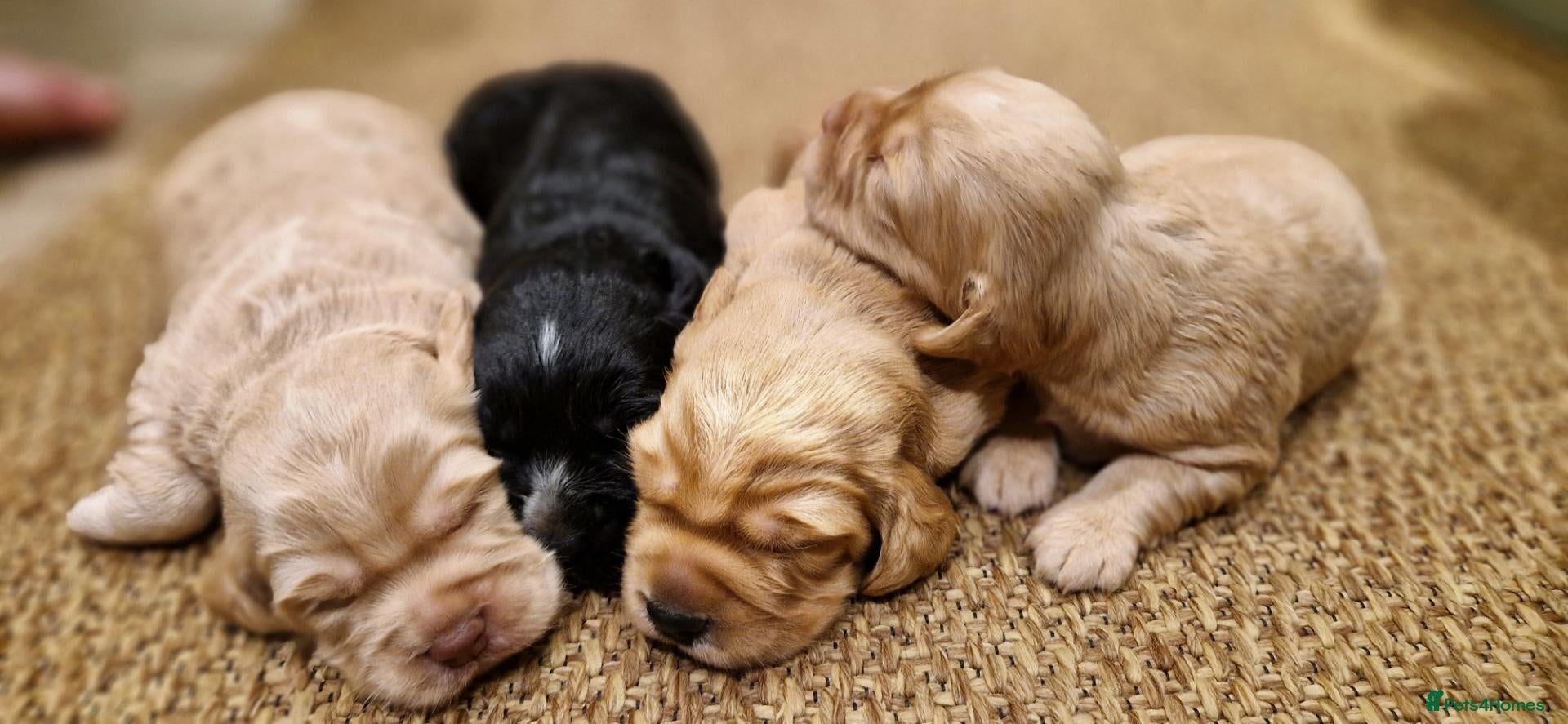 Cocker Spaniel dogs Adorable Working Cocker spaniel puppies - Advert 1