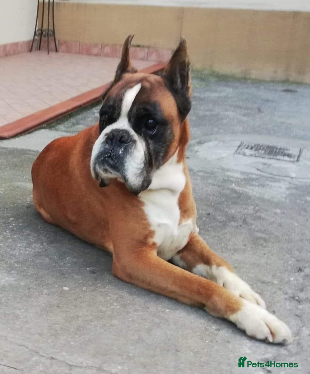 Boxer dogs for sale: Quality Boxer Puppies - Image 30