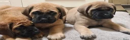 Mastiff dogs for sale: Mastiff puppies  in Galashiels - Advert 12