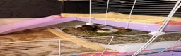 Guinea Pig rodents for sale: 2 female guinea pigs & whole set up  in Sutton-in-Ashfield - Advert 8