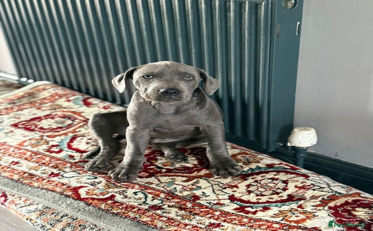 Staffordshire Bull Terrier dogs - Advert 13