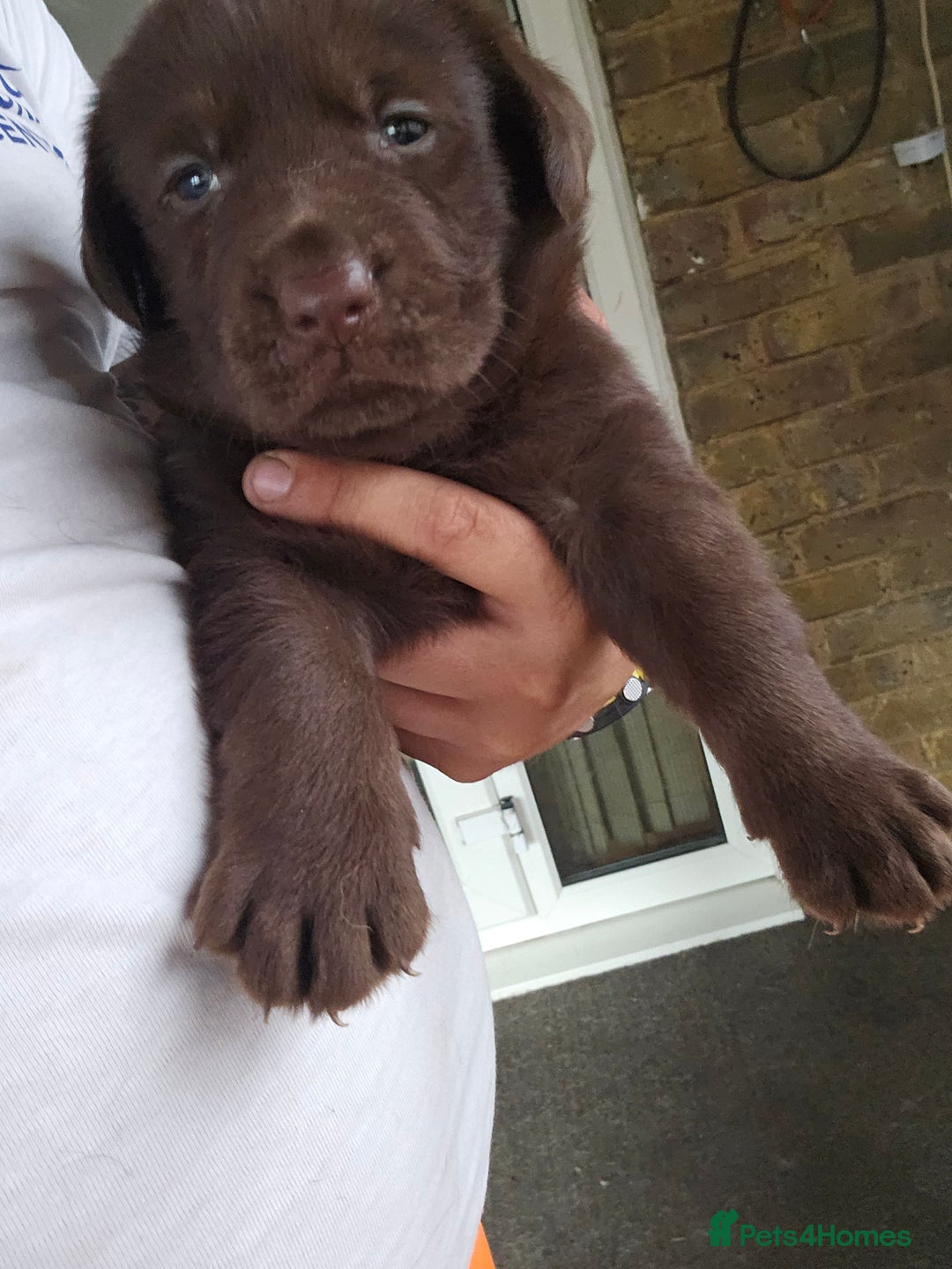 Labrador Retriever dogs for sale: Chocolate Labradors Retriever puppies  - Image 5