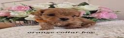 Cavapoochon dogs for sale: Beautiful cavapoochon puppies  - Advert 13