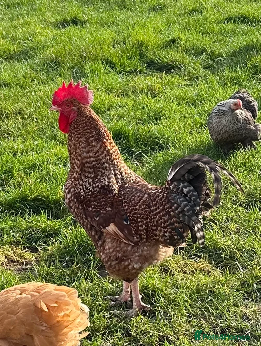 Chickens poultry for sale: Cupcake the Cockerel - Mixed Breed  - Advert 1