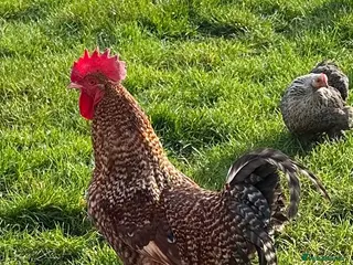 Chickens poultry Cupcake the Cockerel - Mixed Breed - Advert 1
