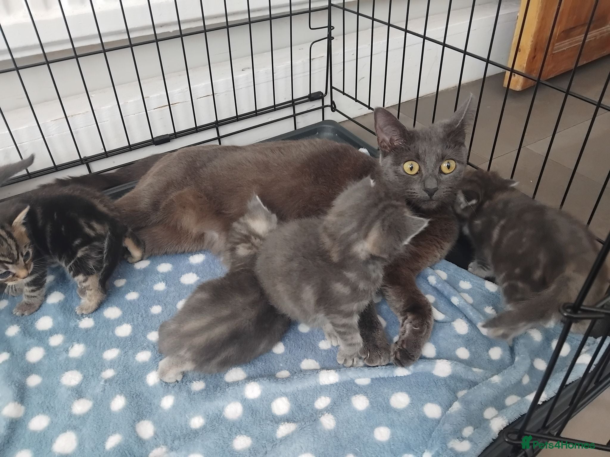 Domestic Shorthair cats Beautiful 8-week-old kittens - Advert 5