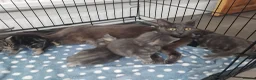 Domestic Shorthair cats for sale: kittens - Advert 1