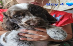 Cocker Spaniel dogs for sale: Stunning Show Cocker Spaniels - Image 19