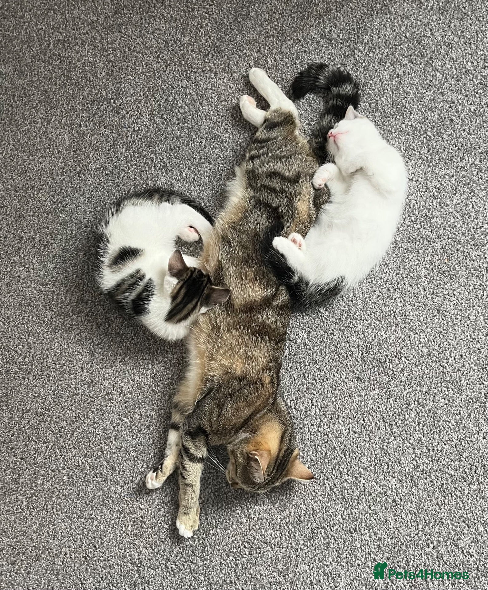 Domestic Shorthair cats A gorgeous male tabby and white domestic shorthair - Advert 1