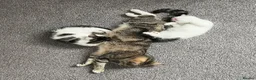 Domestic Shorthair cats for sale: A gorgeous male tabby and white domestic shorthair - Advert 1