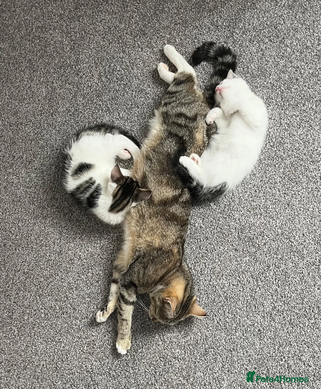 Domestic Shorthair cats for sale: A gorgeous male tabby and white domestic shorthair - Advert 1