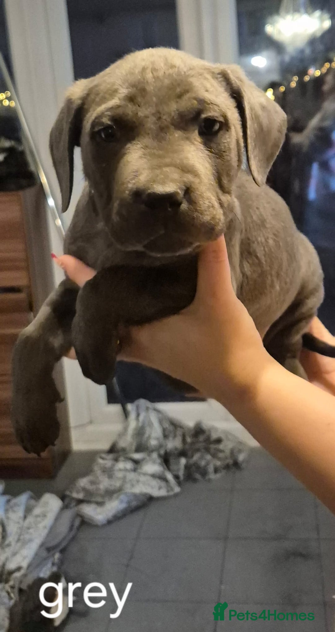 Cane Corso dogs for sale: Cane corso puppies - Advert 10