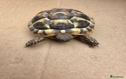 Hermann Tortoise reptiles for sale: 2022-24 Hermanns tortoises for sale - Image 9