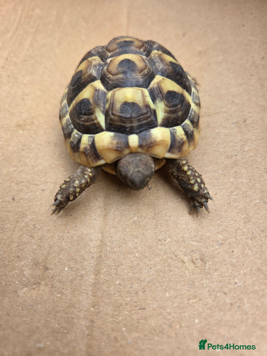 Hermann Tortoise reptiles for sale: 2022-24 Hermanns tortoises for sale - Image 9