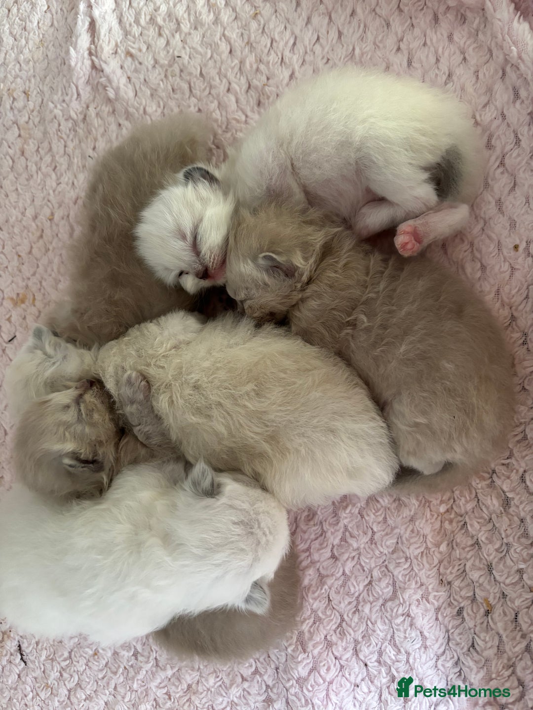 Ragdoll cats for sale: Stunning seal colourpoint boy gccf registered  - Advert 4