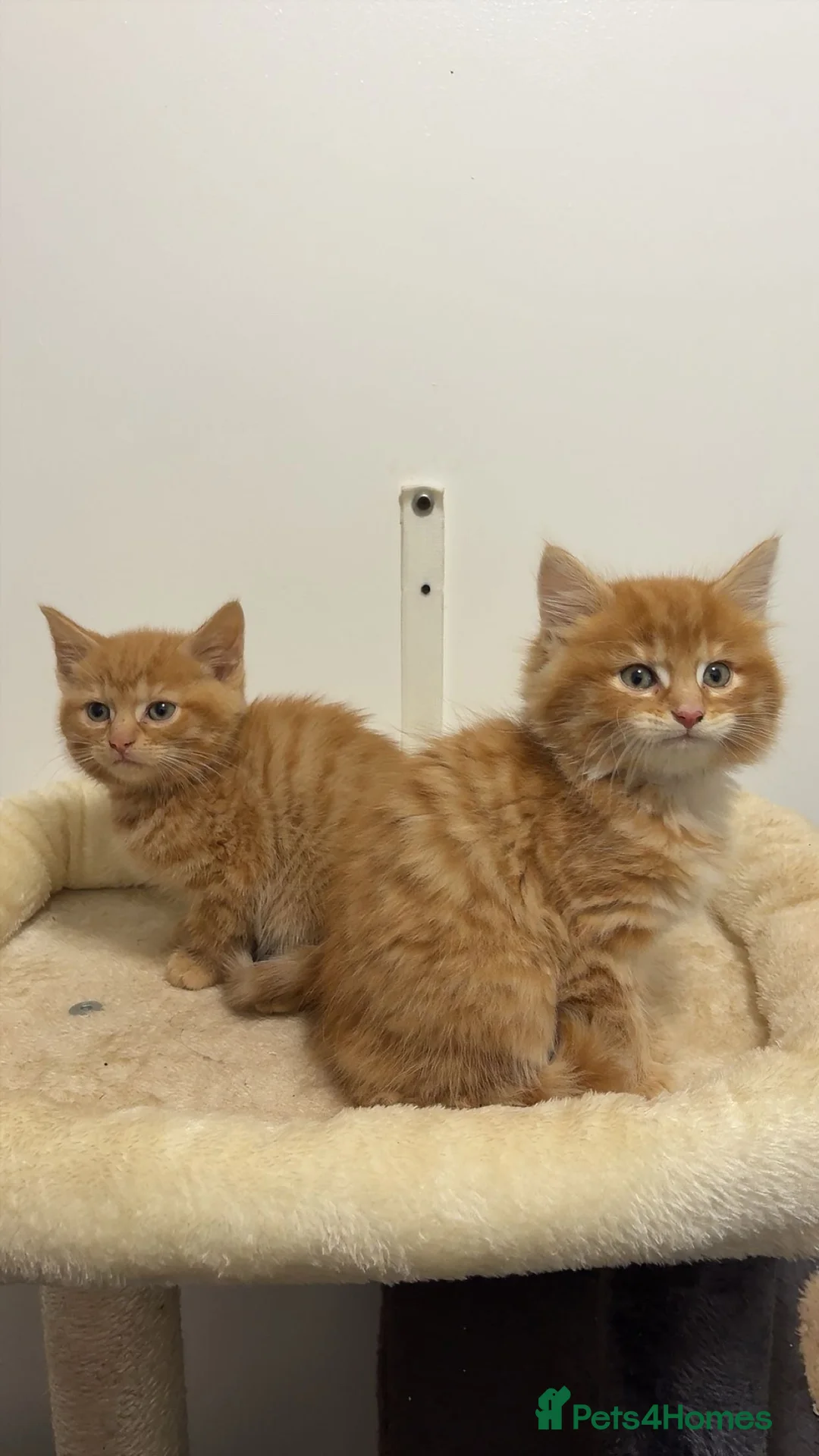 American Shorthair cats for sale: X4 Ginger kittens - Ready to leave - Advert 4