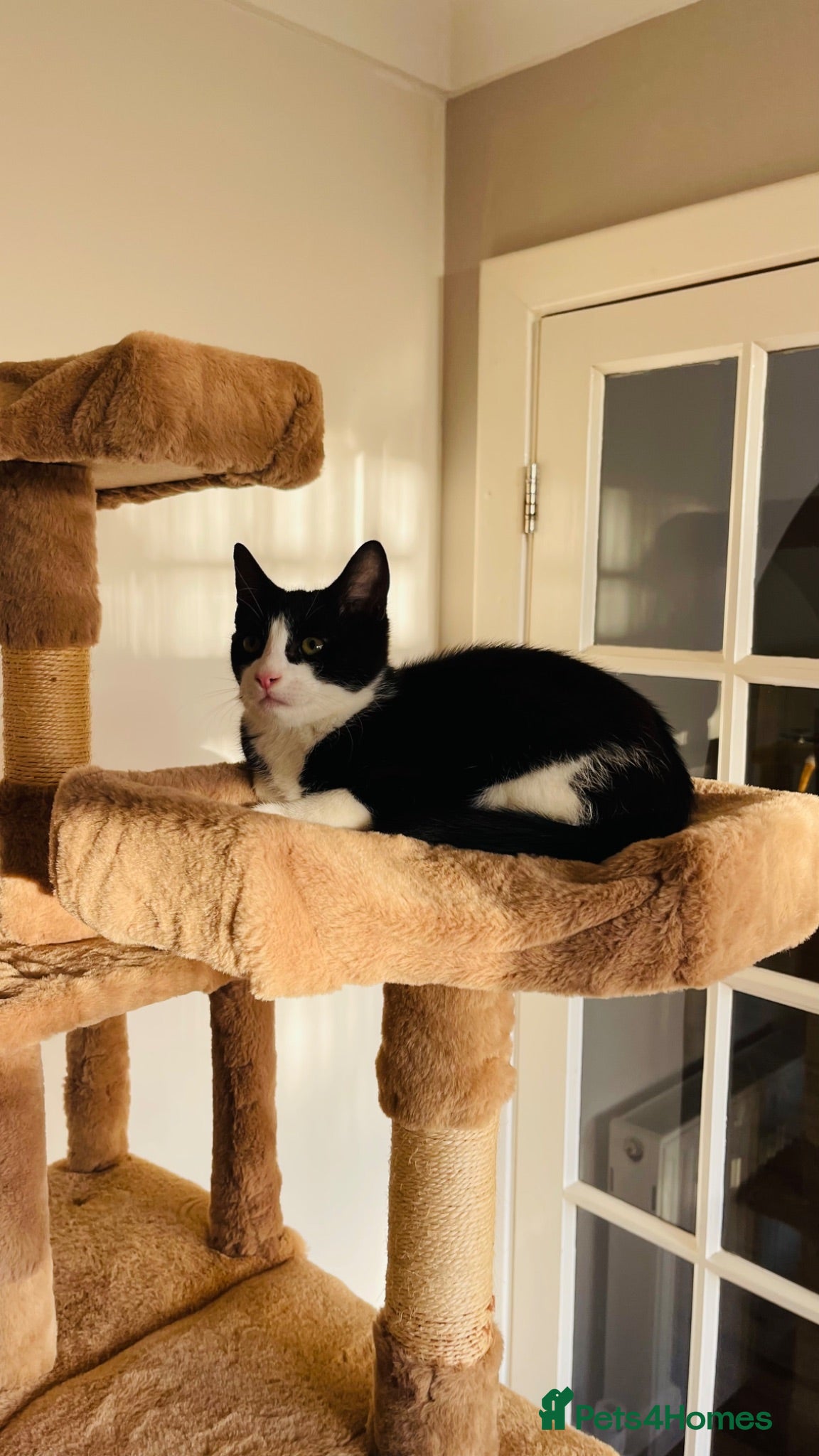 Mixed Breed cats Kittens for sale ,mixed breed, wonderful behaviour - Advert 1
