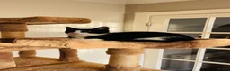 Mixed Breed cats for sale: Kittens for sale ,mixed breed, wonderful behaviour - Advert 10