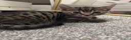 Mixed Breed cats for sale: 4 male bengal crosses  in Gloucester - Advert 5