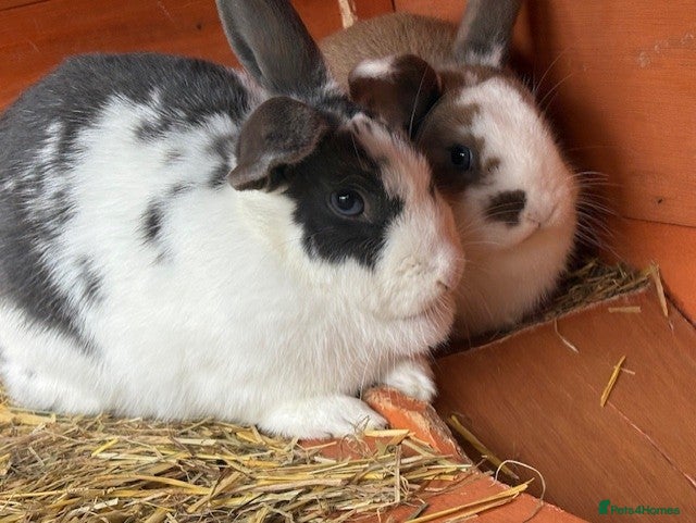 Mixed Breed rabbits Mini Lop X Netherland Dwarfs - Advert 1