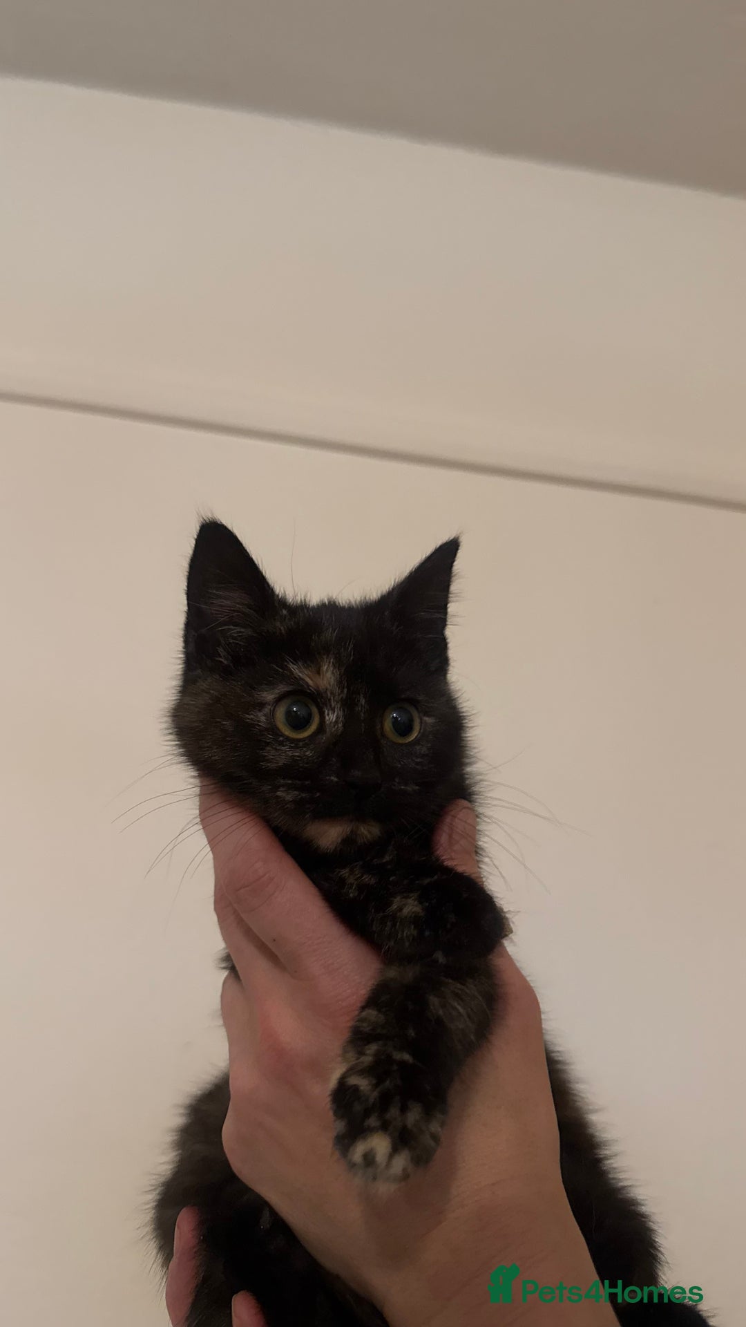 Domestic Shorthair cats for sale: Lovely kitten ready for forever home  - Advert 15