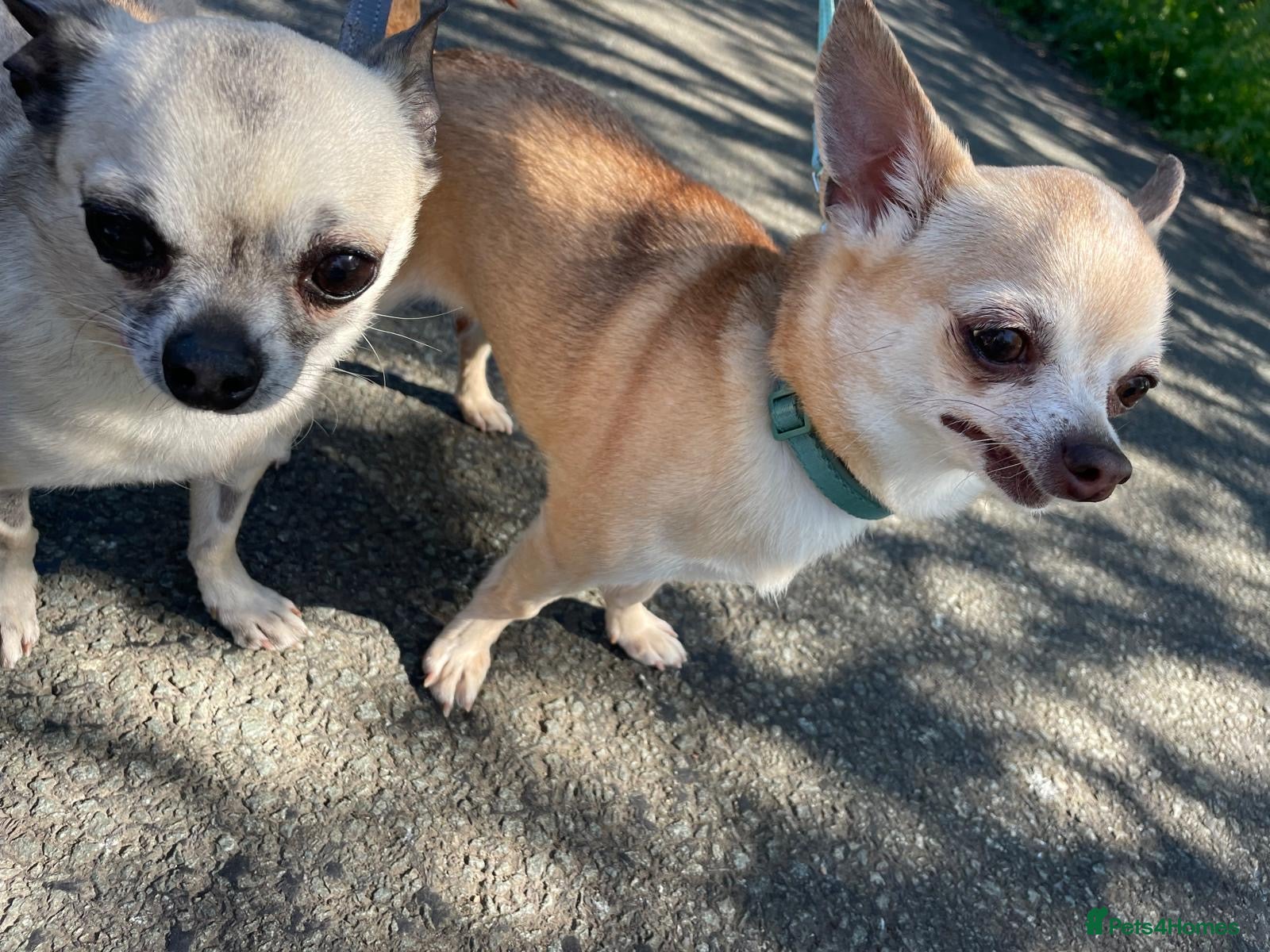 Chihuahua dogs Mocha & Blue, bonded chihuahuas for rehoming - Advert 1