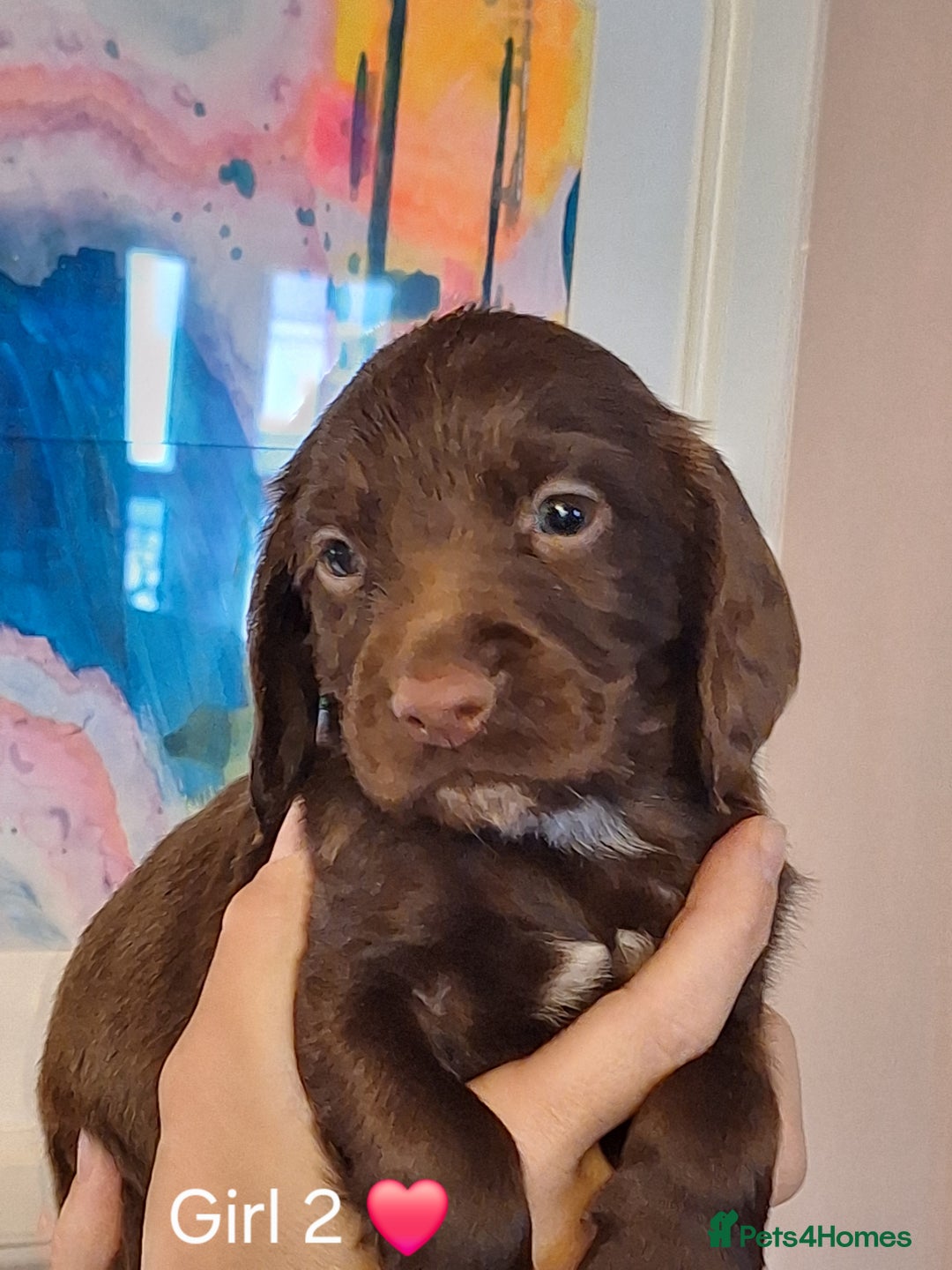 Sprocker dogs for sale: Beautiful Sprocker Spaniel Puppies  - Image 19